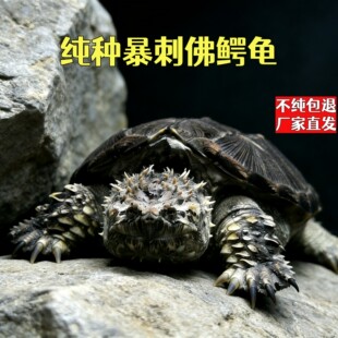 鳄鱼龟北美小鳄龟鳄龟苗爆刺纯佛凶猛杂佛食用肉龟宠物家养小乌龟