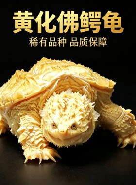 黄化佛鳄龟龟苗纯佛变异高黄鳄龟观赏宠物龟活体全品招财龟好养龟