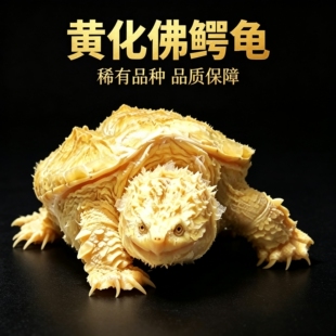 黄化佛鳄龟龟苗纯佛变异高黄鳄龟观赏宠物龟活体全品招财龟好养龟