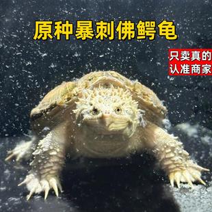 正宗原种纯佛鳄龟野后后代观赏龟爆刺鳄鱼龟幼苗纯佛鳄龟活物活体