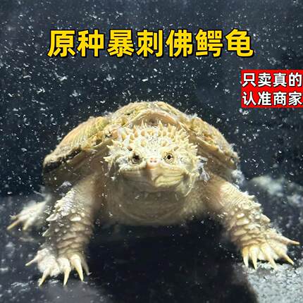 正宗原种纯佛鳄龟野后后代观赏龟爆刺鳄鱼龟幼苗纯佛鳄龟活物活体