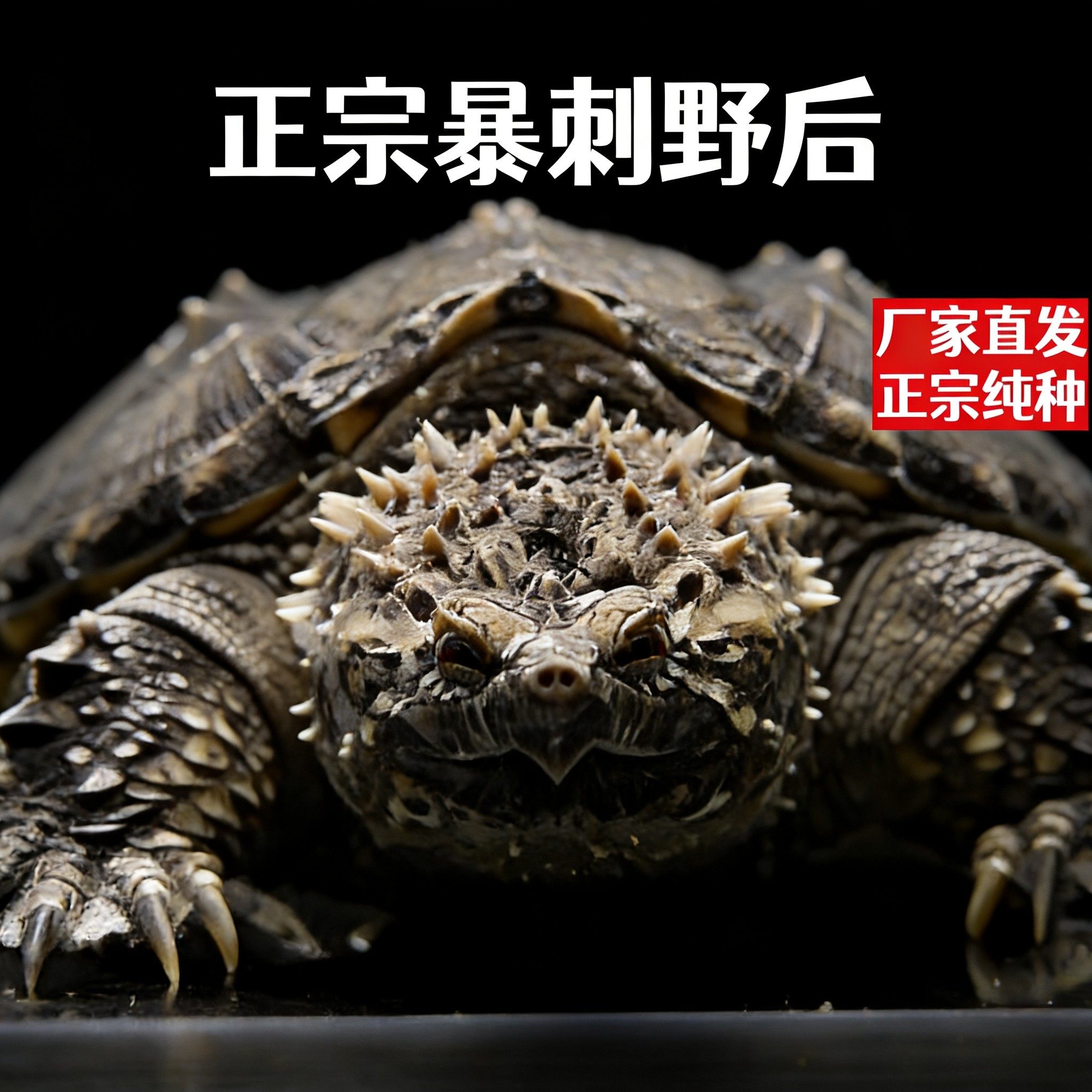 纯种野后鳄龟大头宽脸爆刺鳄龟幼苗压成佛鳄龟活物纯佛小鳄龟乌龟