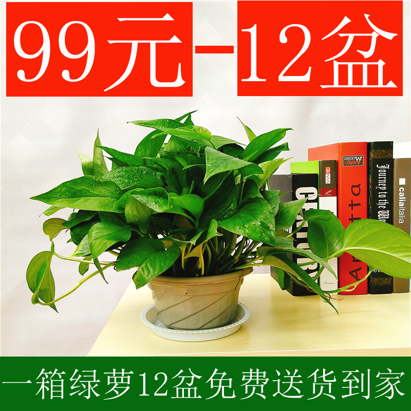 СÂÌÂÜ55ÖêÅèÔÔÊÒÄÚÂ̺½ÂÌÂܾ»»¯¿ÕÆøÎü¼×È©ÈÝÒ×ÂÌÖ²¼ÃÄÏÂÌֲͬ³Ç