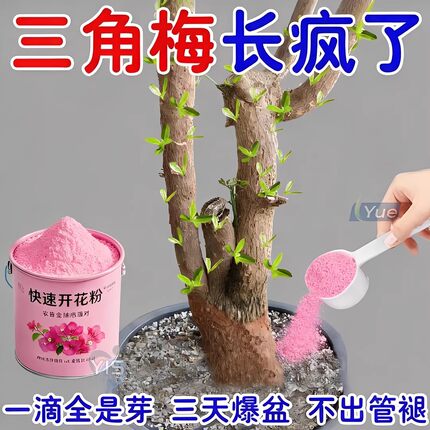 三角梅催花开花粉促芽剂催光杆发芽治黄叶落叶枯萎壮根助肥料