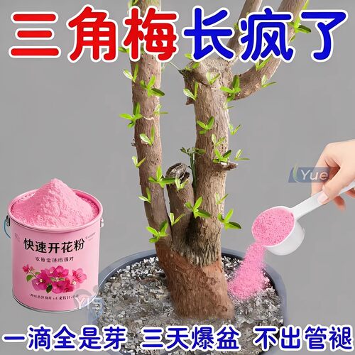 三角梅催花开花粉促芽剂