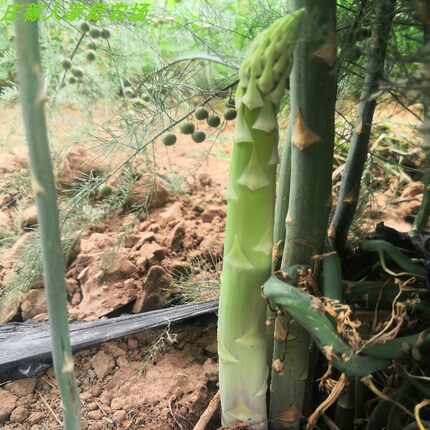 青芦笋新鲜头茬现采现发特产时令蔬菜嫩脆鲜产地直发特色美食青笋