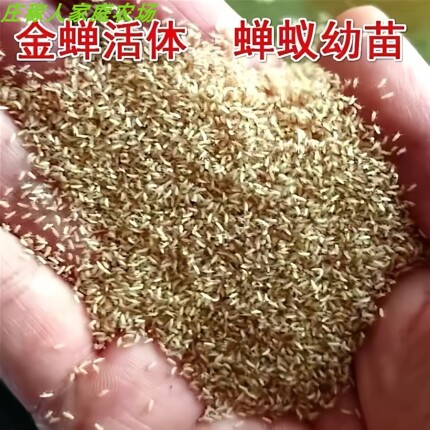 金蝉苗金蝉养殖苹果金蝉枝条种苗金蝉卵今年新枝条