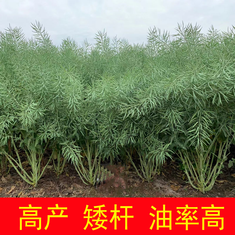 高产矮杆油菜籽种含油率高耐寒抗倒早熟正品杂交油菜种子榨油菜籽