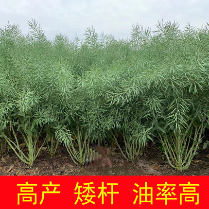 高产矮杆油菜籽种含油率高耐寒抗倒早熟正品杂交油菜种子榨油菜籽