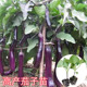 紫长茄子苗杭茄一号紫红线茄秧苗青茄农家四季 高产辣椒苗蔬菜种苗