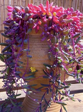 红色紫玄月 开黄花易爆盆多肉 带盆栽好阳台室内美观装饰净化空气