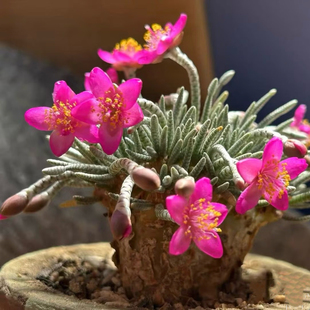 红花韧景 原地养定3厘米带盆土种好发货 夏季开花圆瓣粉美丽可爱