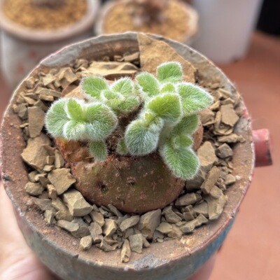 超可爱 断崖王子土豆块根 正在长耳朵超可爱实生阳台多肉植物