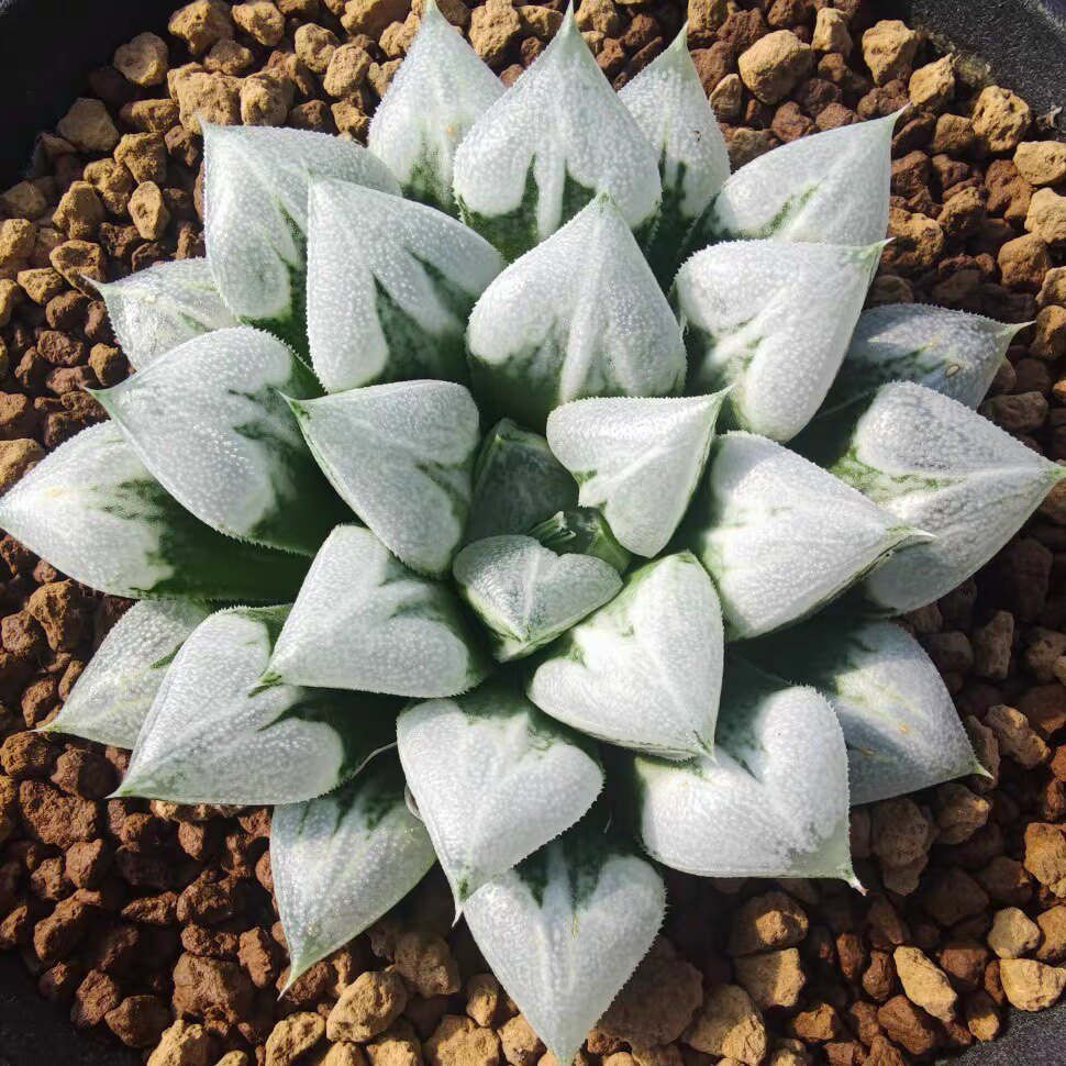 爱心寿 满满的心啊 全部是爱心 玉露系列不喜光照单头6厘米多肉