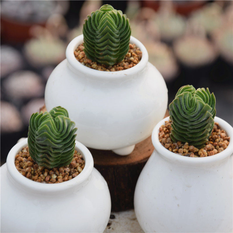 【方塔】景天科青锁龙属像塔五角型小清新可爱会开花绿植多肉植物