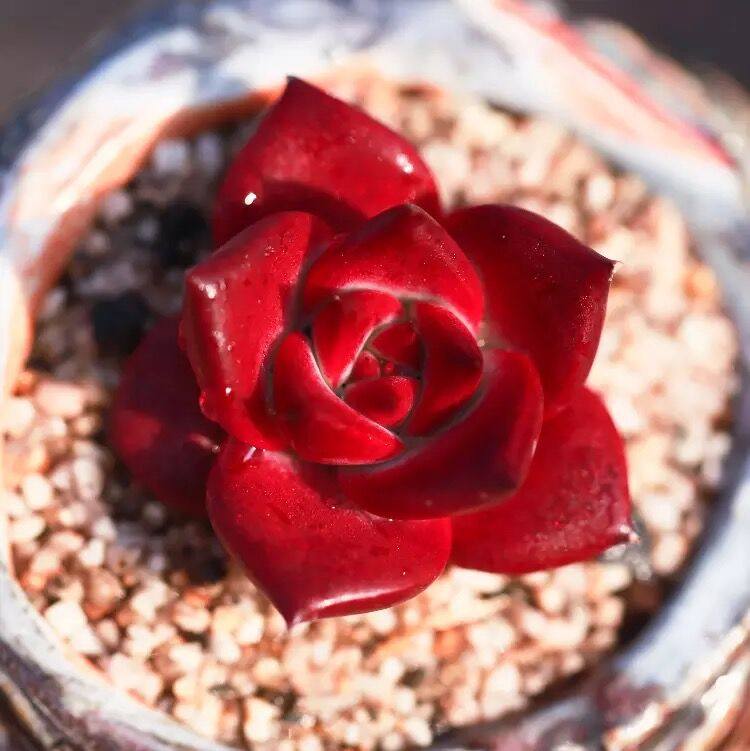 【血罗】红色系喜庆可爱小贵货精美萌物状态好多肉植物花卉绿植