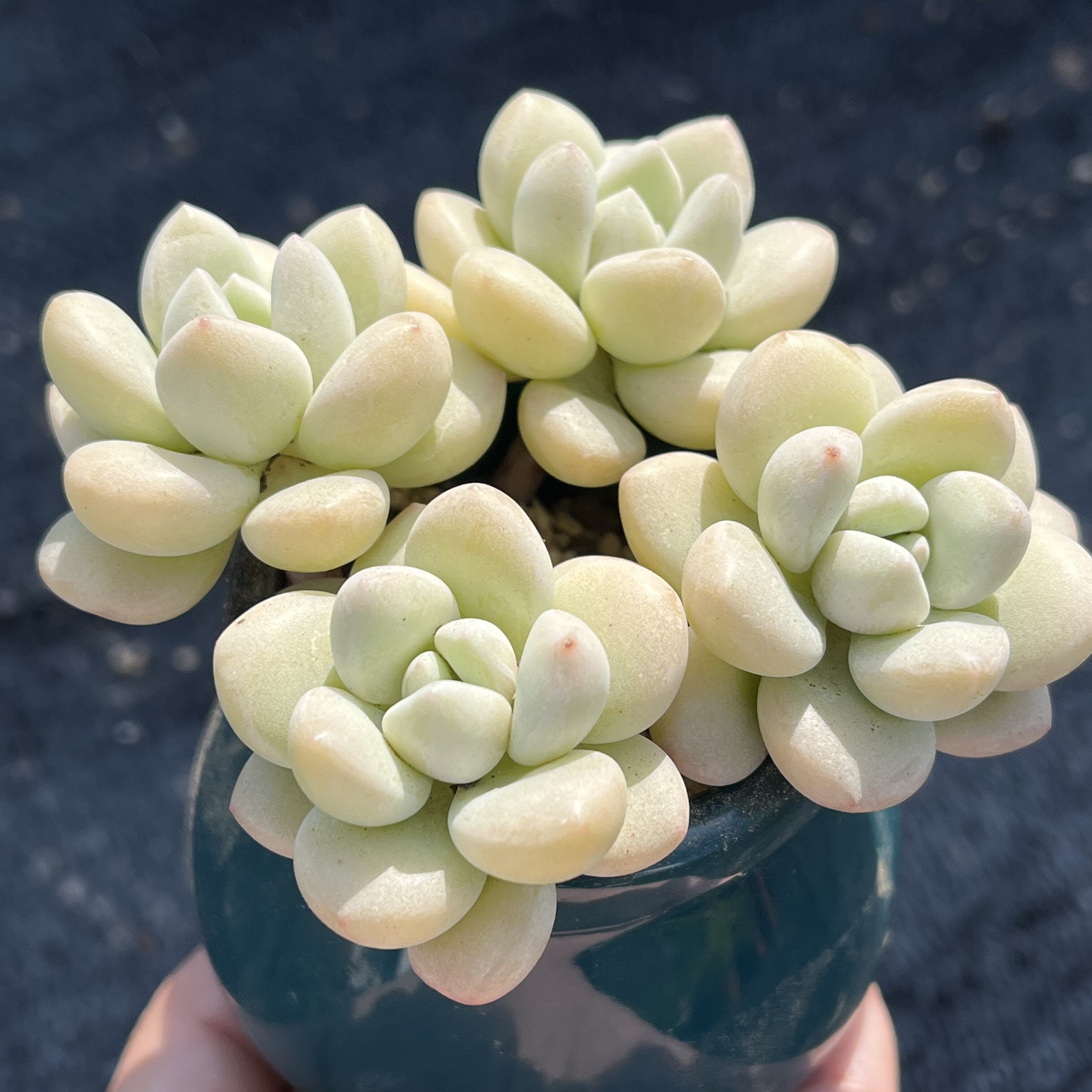 泡泡糖群生 3～4头 奶肥圆胖嘟嘟可爱饱满奶茶色精致圆溜多肉阳台