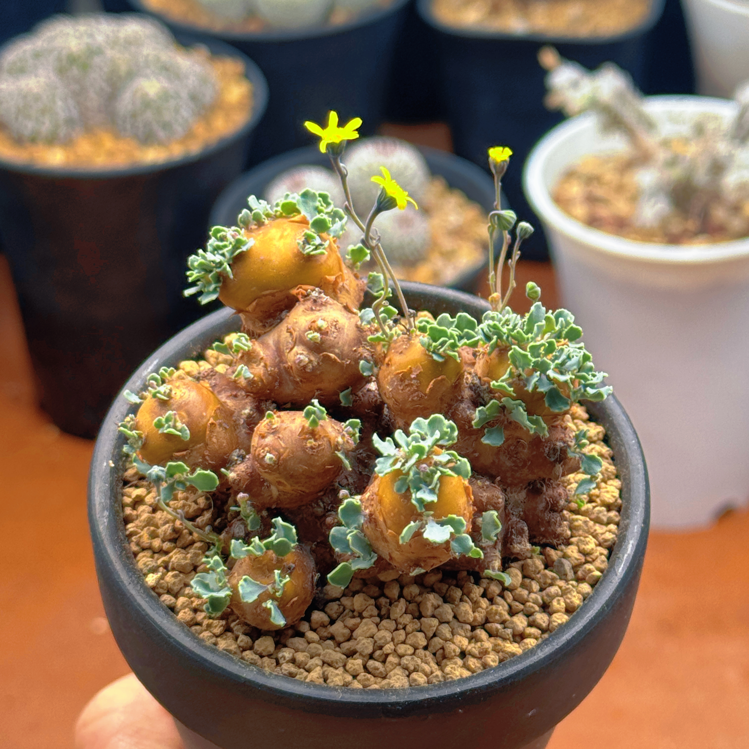 格架后敦菊 开黄花 一碗姜山块根植物大群，6.5～7厘米园艺实生