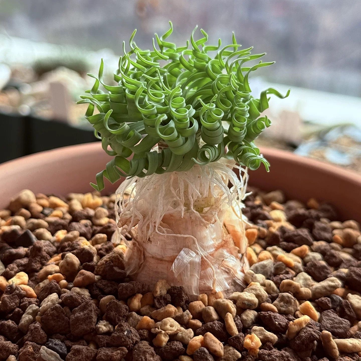 贵妃弹超弹 超卷叶子 卷卷世界 含盆土发货 球根多肉植物阳台好养,鲜花速递/花卉仿真/绿植园艺,多肉植物,淘宝优惠券,粉丝福利购,淘宝优惠卷