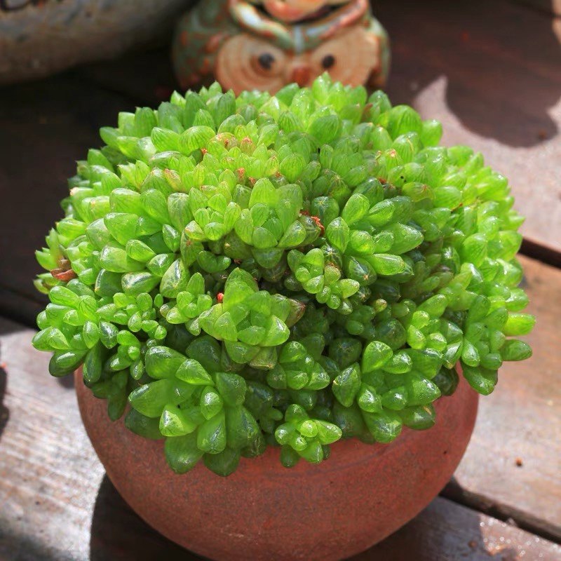 七彩水晶玉露 绿色护眼清新可爱晶莹透明肉易爆盆好养植物防辐射