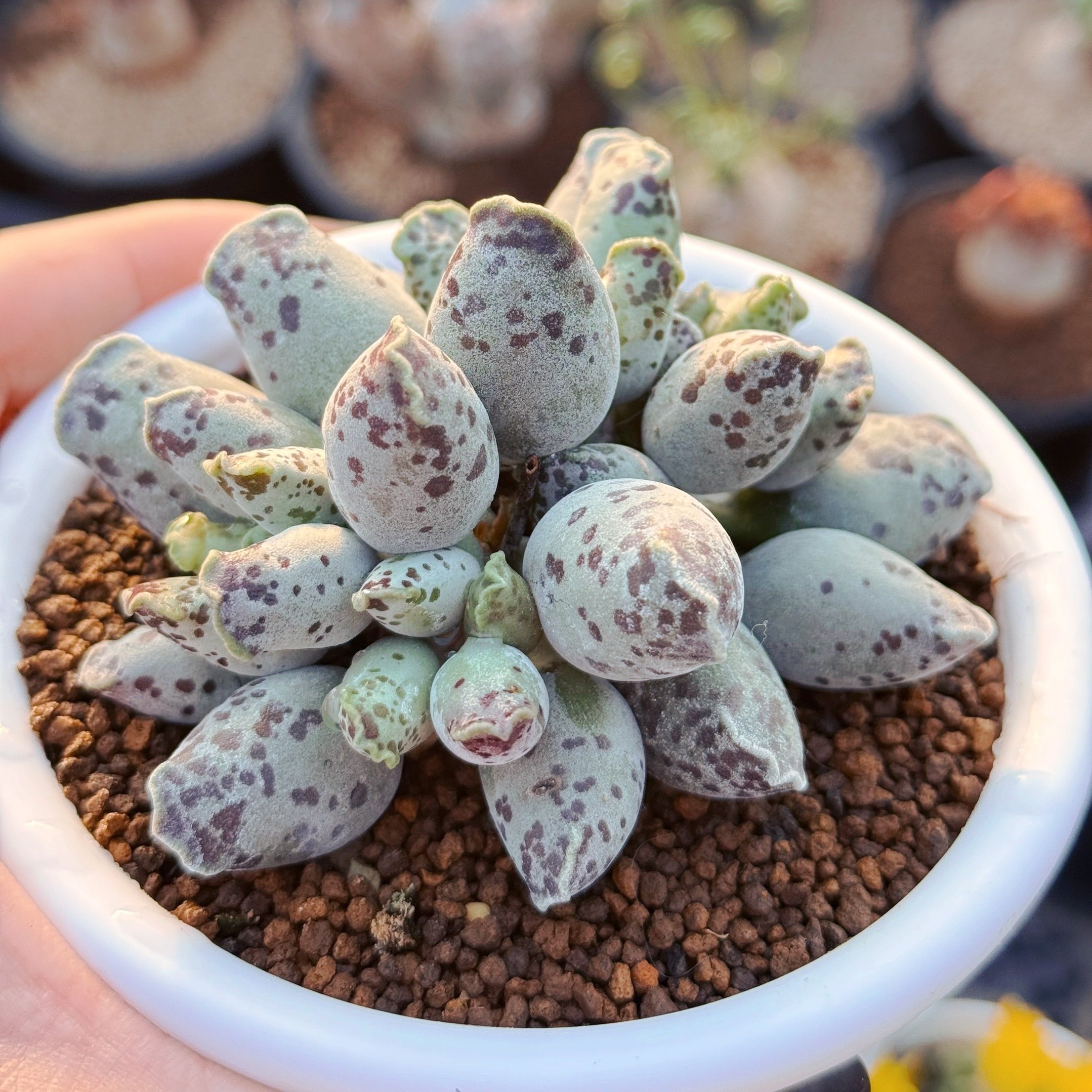 胖紫海豹水泡 多肉植物 10厘米母本 群超萌奇趣多肉盆栽阳台,鲜花速递/花卉仿真/绿植园艺,多肉植物,淘宝优惠券,粉丝福利购,淘宝优惠卷