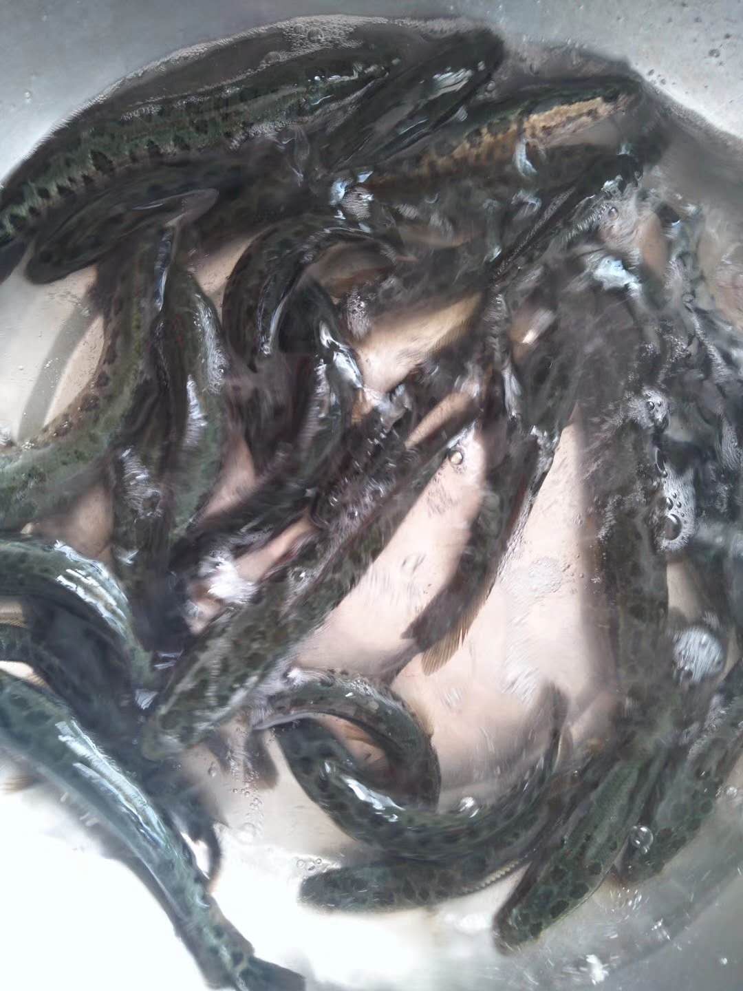 黑鱼苗生鱼黑里头乌鱼苗乌鳢鱼苗顺丰包邮江浙沪皖