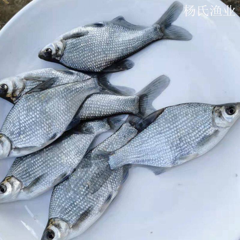 淡水鳊鱼苗武昌鱼苗三角鲂鱼团头鲂三角边淡水养殖冷水顺丰包邮