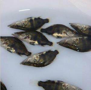 鳜鱼桂花鱼肉食淡水凶猛包活