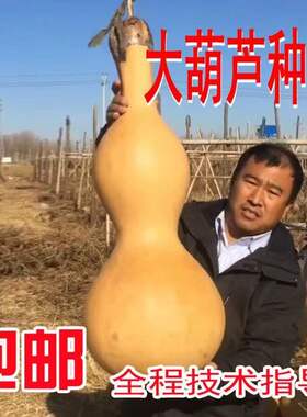 草里金手捻小葫芦种子小八宝蚂蚁三停庭亭葫芦莲花头冬瓜小瓢苹果