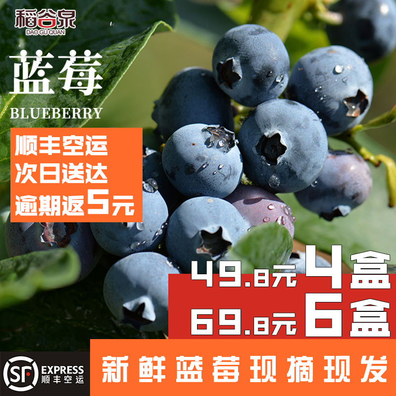 稻谷泉 蓝莓鲜果 新鲜蓝莓 现摘现发125g*6盒4盒顺丰包邮水果当季