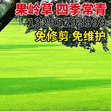 Семена долины хребет трава семена крутятся четыре сезона вечнозеленые зеленая трава кукольная склона сад сад высокий травяной семена