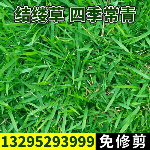 Китайские лучи травы тонкие листья японские лучи травы на Тайване, Тайваньский корт травы, выделенные семена газона травы, чтобы вопить