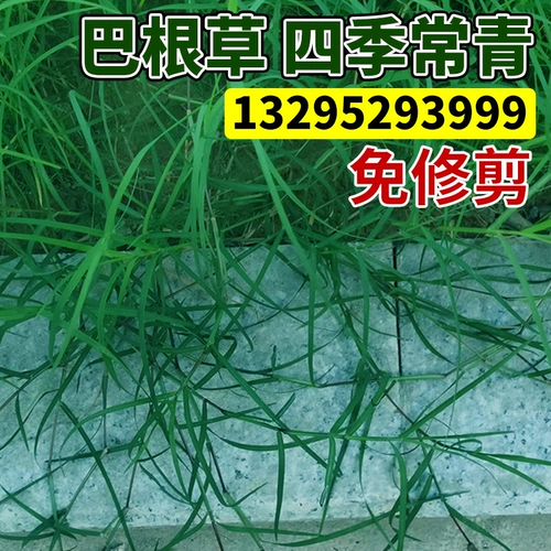 Устойчивость к засухе, устойчивая к тепло железной линии, травяные семена, четыре сезона.