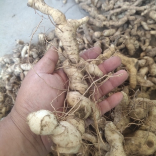 黄精新鲜中药材现挖食用秦岭野生鸡头黄精