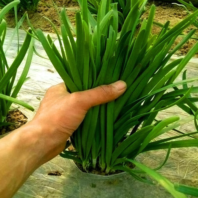 超大宽叶韭菜,细叶(第4页)_大山谷图库