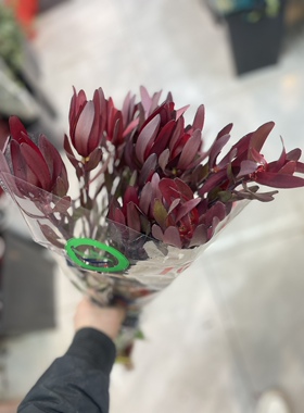 进口红色木百合绿色珊瑚果绿色木百合花期持久可做干花