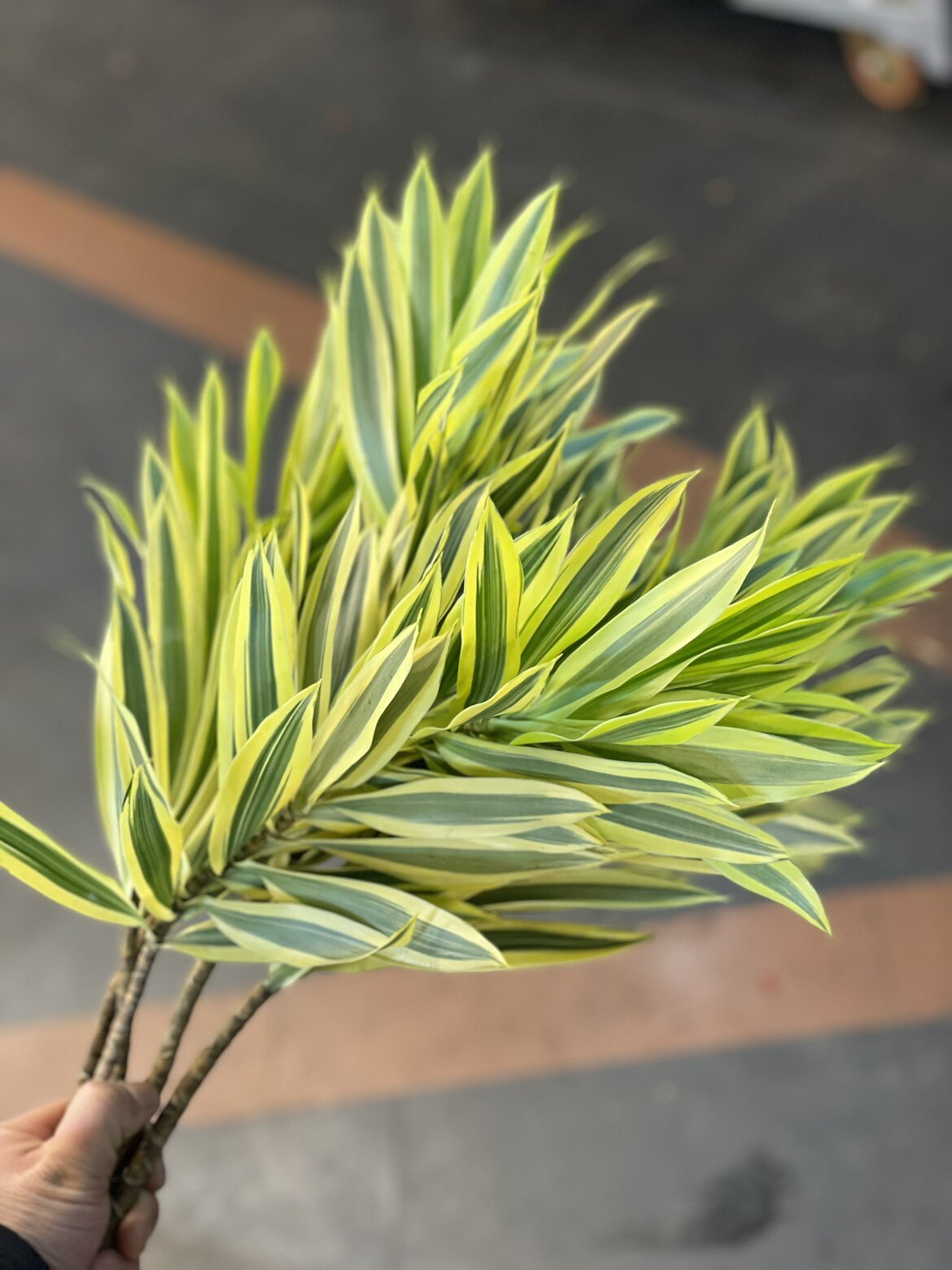 进口金边百合竹 年宵花材 花期持久江浙沪皖2扎包邮