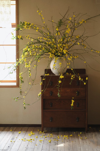 鲜切枝条迎春花家居摆放小众花材江浙沪皖2扎包邮