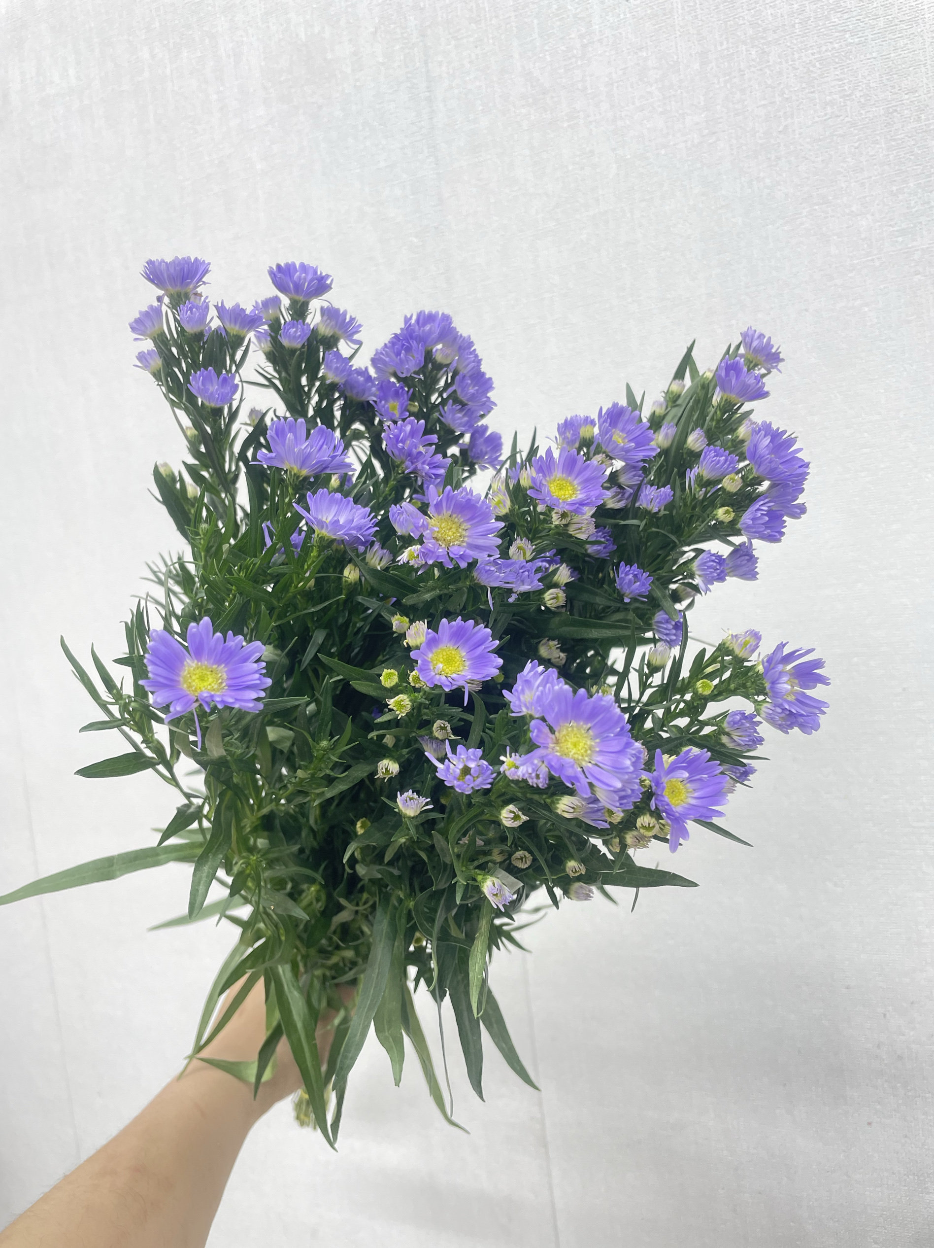 时令鲜切花紫菀家居摆放小众花材江浙沪皖2扎包邮