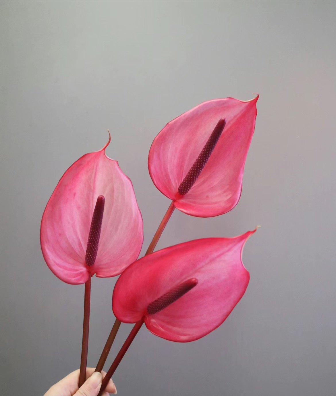 红掌粉掌绿掌紫掌 鲜切掌花火鹤 花期持久 家居摆放 懒人养