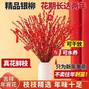 银柳鲜枝真花干枝摆件抱抱福桶喜庆年宵花卉盆栽红色干花水培植物