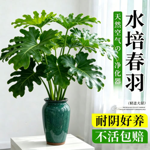 春羽室内绿植盆栽客厅办公室桌面大叶水培土培植物花卉耐阴好养活