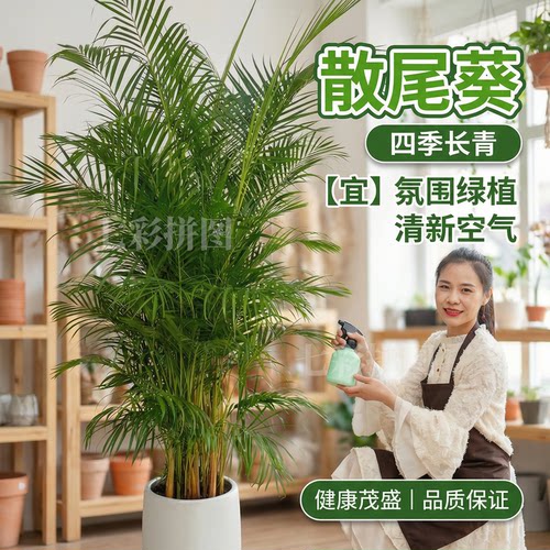 散尾葵盆栽大型室内绿植盆栽办公室好养活四季常青富贵椰子凤尾竹