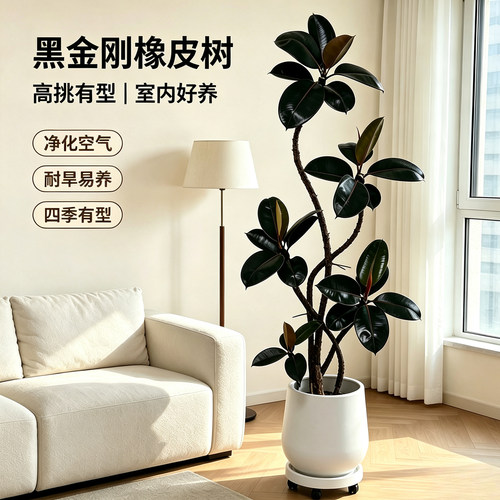 黑金刚橡皮树室内客厅大型绿植大盆栽四季好养办公室高端旺宅植物