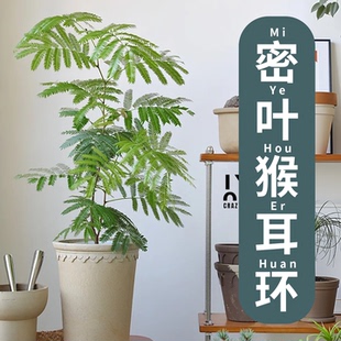 密叶猴耳环绿植网红室内热植盆栽日本密叶猴观叶小豆树耐阴害羞猴