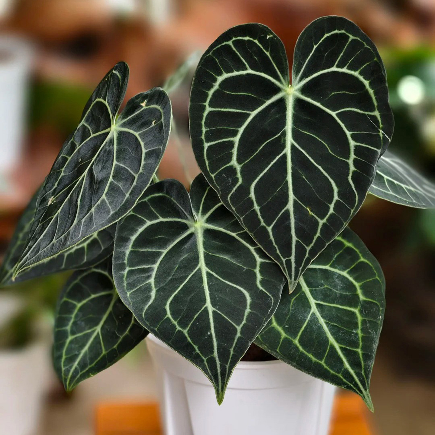 克莱恩花烛水晶花室内观叶绿植