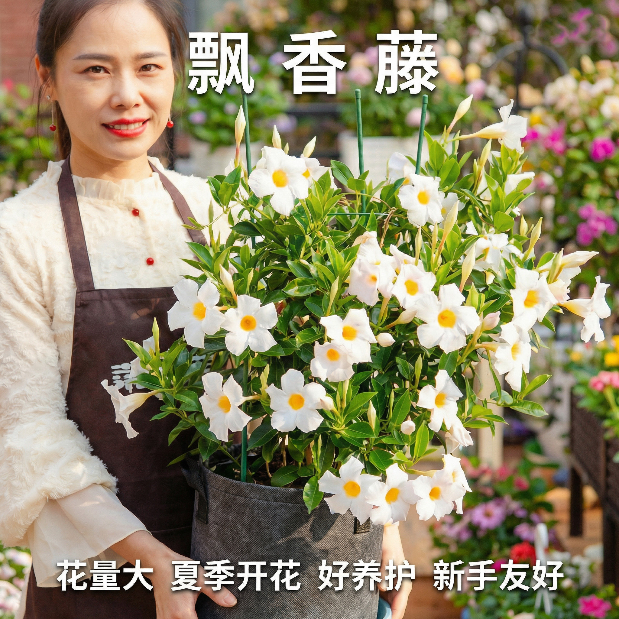 飘香藤盆栽带花苞阳台庭院四季好养开花重瓣大叶大花杏色爬藤植物 - 实物图