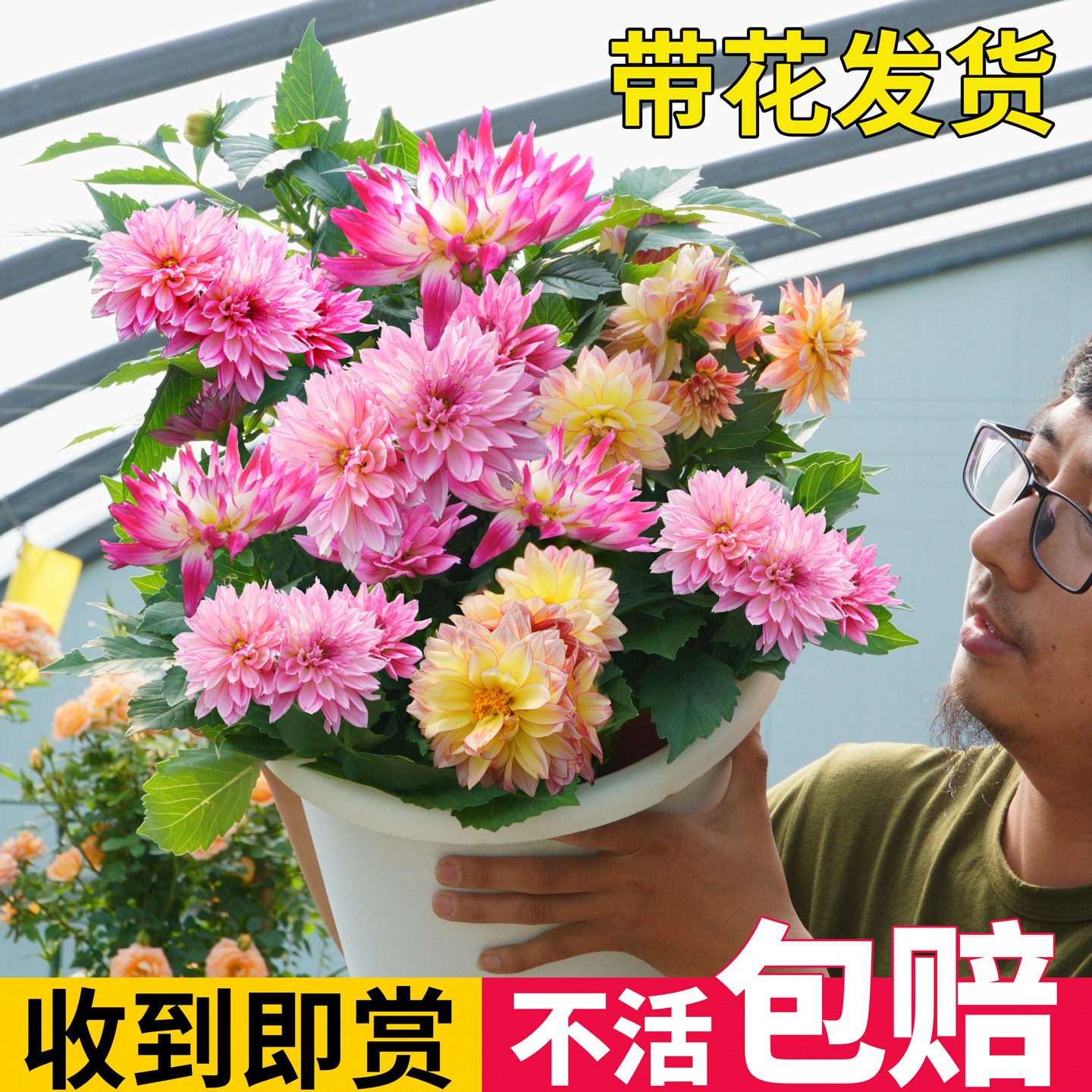 小丽花盆栽带花苞庭院开花植物