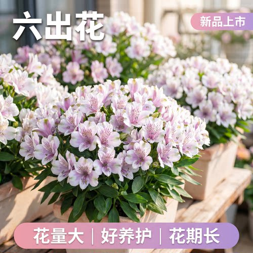 六出花盆栽花苗秘鲁百合水仙百合室内阳台庭院开花植物鲜切六初花