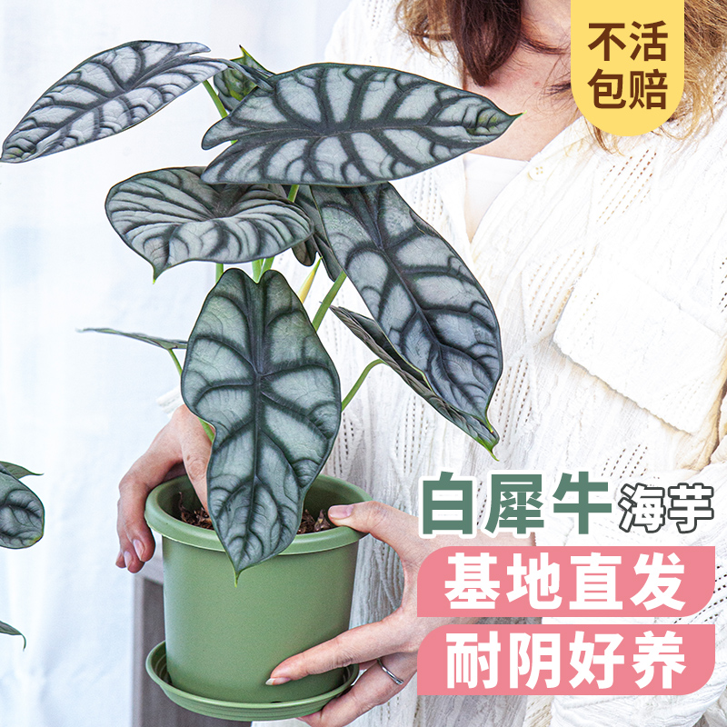 白犀牛海芋室内花叶好养活绿植大盆黑天鹅海芋办公室桌面观叶盆栽